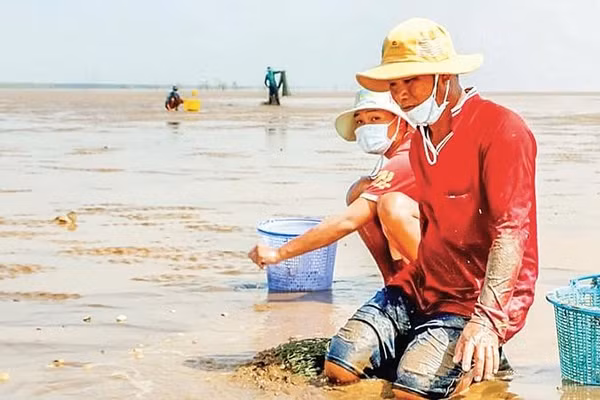 Xã viên Hợp tác xã Đồng Tiến (xã Vĩnh Hậu) thu hoạch nghêu ở vùng ven biển.