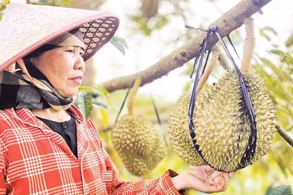 Bà Nguyễn Thị Nhơn bên vườn sầu riêng của mình.