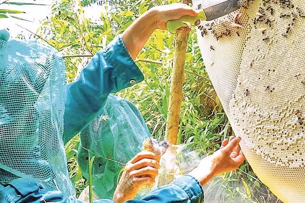 Nhiều người dân U Minh Hạ đã sống được với nghề gác kèo ong truyền thống. Đây là Di sản văn hóa phi vật thể quốc gia.
