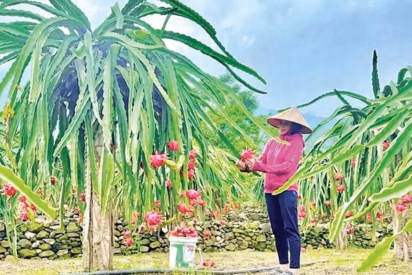 Nhà vườn sẵn sàng chào đón du khách đến tham quan, trải nghiệm dịp lễ hội (Ảnh THÚY QUỲNH)