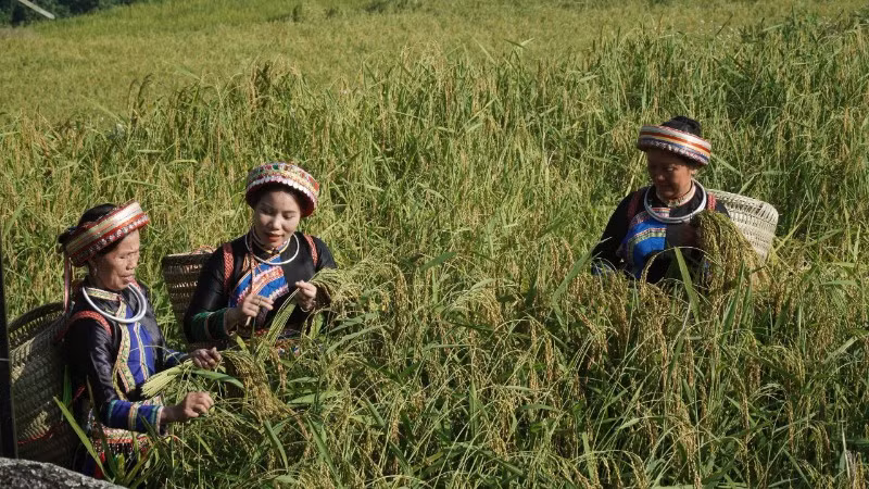 Thu hoạch lúa nếp Tài ở thôn Phiêng Phàng, xã Thượng Minh. (Ảnh: TUẤN SƠN)