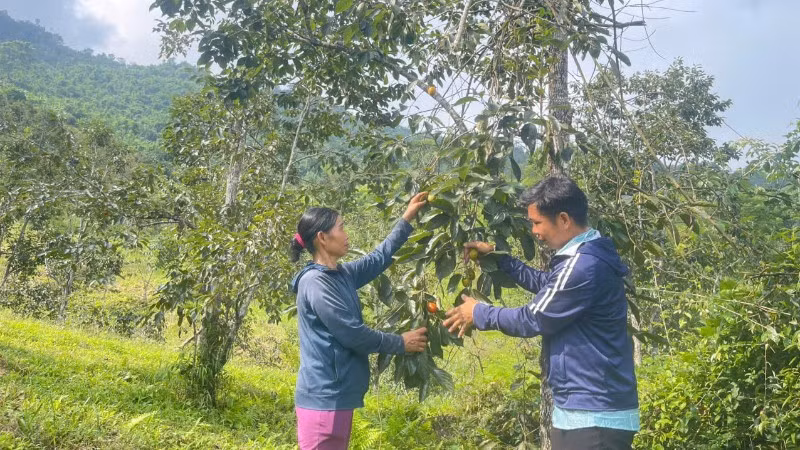Một vườn hồng trên núi của người dân thôn Nà Chom, xã Đồng Phúc. (Ảnh: TÙNG VÂN)