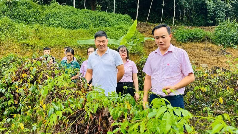 Ngân hàng chính sách xã hội chi nhánh tỉnh Thái Nguyên kiểm tra việc sử dụng vốn vay đầu tư trồng sâm nam Núi Dành tại xã Chợ Đồn. (Ảnh: NÔNG ĐUỔNG)