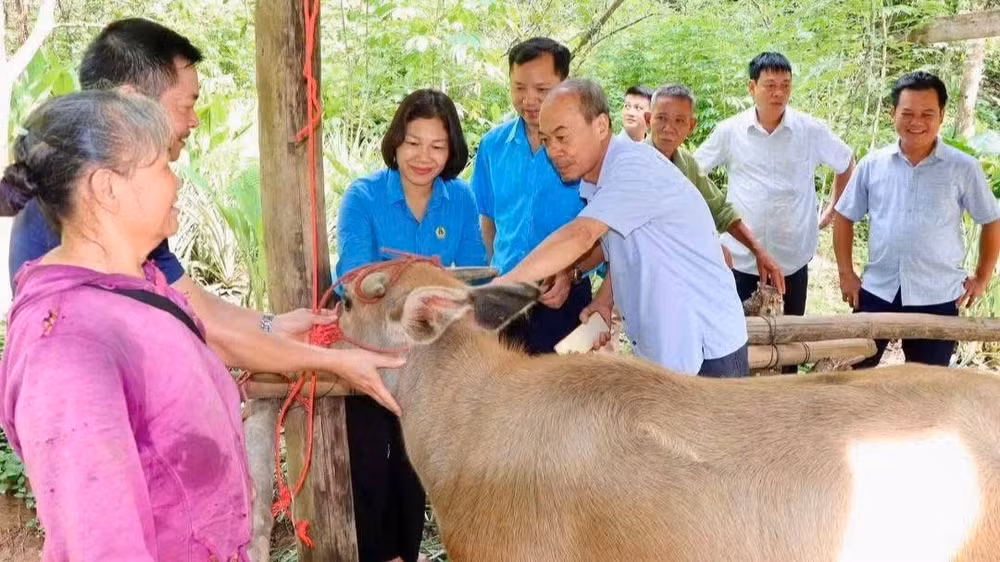 Liên đoàn Lao động tỉnh Thái Nguyên trao trâu giống hỗ trợ cho hộ nghèo tại xã Phong Quang. (Ảnh: THU HUỆ)