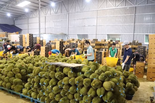 Xuất khẩu sầu riêng có tốc độ tăng trưởng cao trong những tháng đầu năm 2026. (Ảnh: CÔNG LÝ)