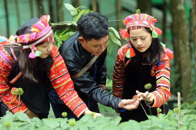 Lai Châu đang từng bước hình thành các vùng trồng dược liệu dưới tán rừng. (Ảnh: Trần Tuấn)