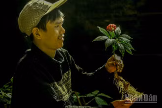 Nâng niu hạt giống sâm Việt.
