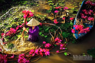 Mùa hoa súng nở rộ.
