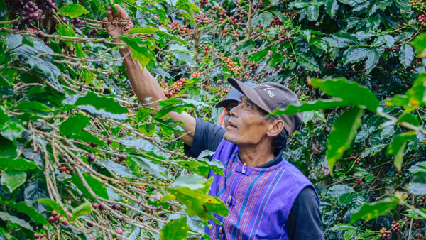 Nông dân thu hái cà phê chín tại vùng trồng cà-phê ở Lâm Đồng - một trong những địa bàn triển khai dự án SCE. (Ảnh: SNV)