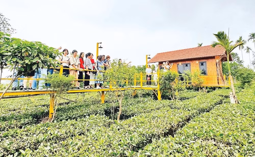 Khách du lịch tham quan đồi chè ở xã Yên Bài - một sản phẩm du lịch xanh hấp dẫn của Hà Nội.
