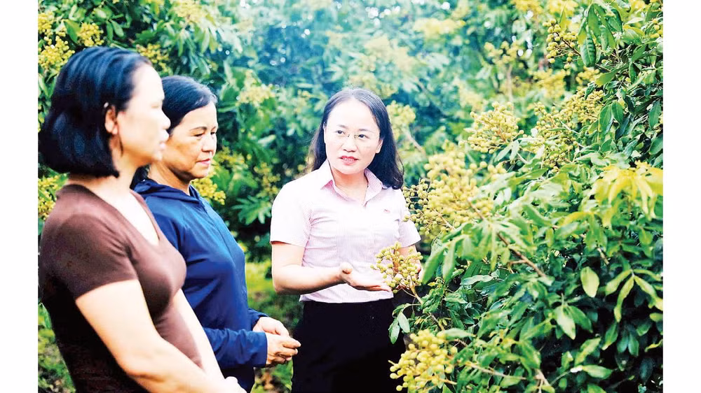 Nông dân xã Hoàng Hoa Thám, tỉnh Hưng Yên vay vốn tín dụng chính sách giải quyết việc làm đầu tư chăm sóc vườn nhãn theo quy trình VietGAP. 