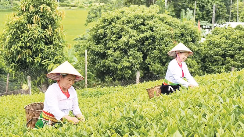 Từ nguồn vốn chính sách, người dân xã Long Cốc đã khai thác tốt tiềm năng, lợi thế địa phương để phát triển cây chè kết hợp du lịch sinh thái, tạo nguồn thu bền vững. 