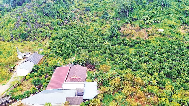 Từ mô hình trồng cây ăn quả, ông Hàng A Sở đã xây dựng được nhà kiên cố và phát triển được diện tích trồng mận hậu, cam đường canh với hiệu quả kinh tế cao. 