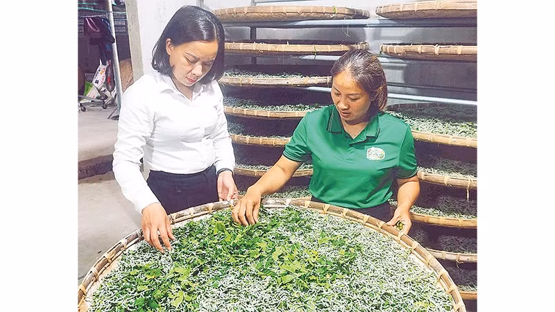 Chị Nguyễn Thị Hồng Lê (áo xanh) kiểm tra lứa tằm mới ấp thành công. 