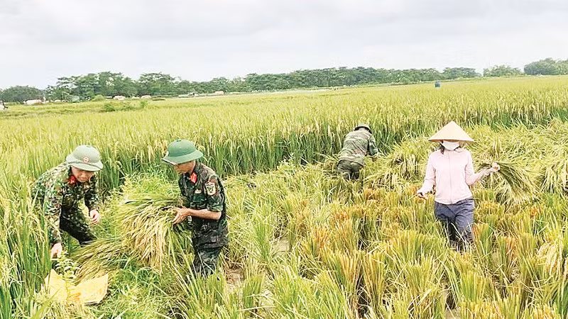 Các đơn vị quân đội đóng quân trên địa bàn xã Đa Phúc hỗ trợ người dân thu hoạch lúa mùa chạy lũ. (Ảnh HOÀNG SƠN)