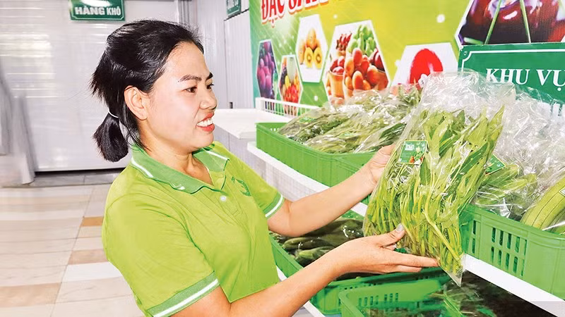 Hợp tác xã Sản xuất và tiêu thụ nông sản sạch Viên Sơn cung cấp nông sản cho nhiều chuỗi cửa hàng thực phẩm sạch tại Hà Nội. (Ảnh KIỀU TÂM)