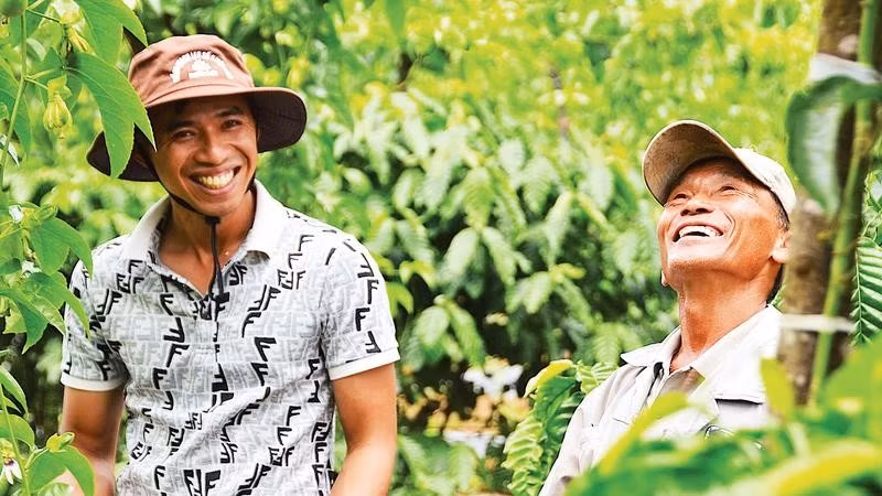 Mô hình trồng xen canh chanh leo và cà-phê mang lại thu nhập ổn định cho hàng trăm hộ nông dân.