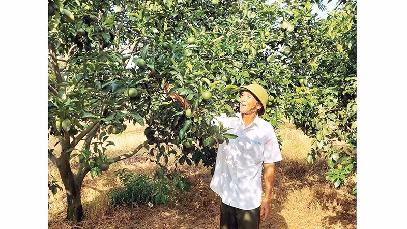 Ông Bế Văn Mai chăm sóc vườn cam của trang trại. 