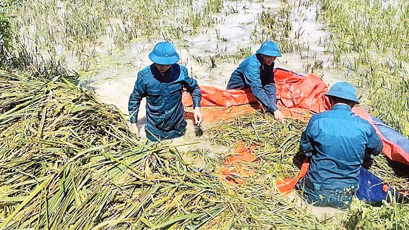 Lực lượng chức năng giúp người dân xã Trần Phú thu hoạch lúa. 