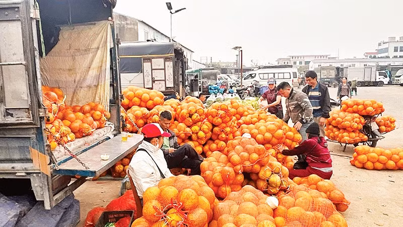 Ngoài mặt hàng rau, Vân Nội còn là chợ đầu mối mua bán các loại quả được trồng trong vùng. 