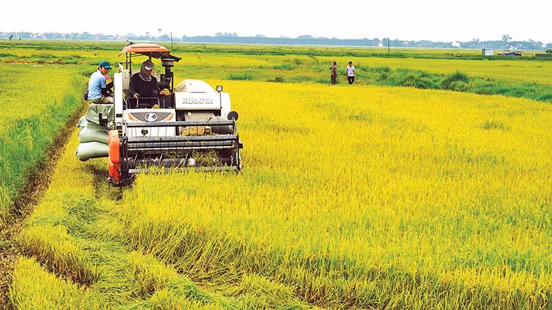 Lúa là cây trồng chủ lực của tỉnh Quảng Trị được cấp 35 mã số vùng trồng.