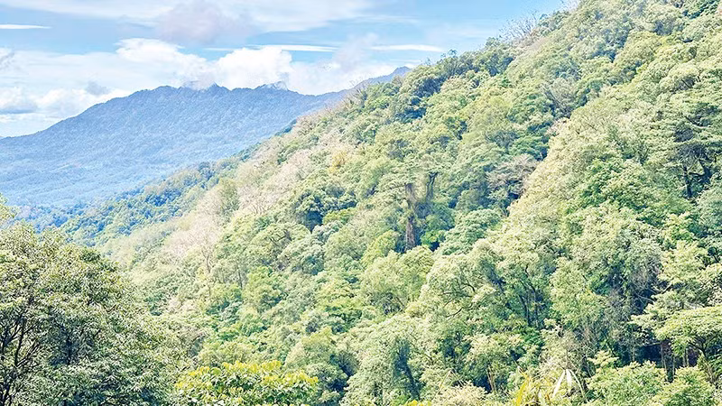 Nhận diện sâm Ngọc Linh bằng phương pháp khoa học 
