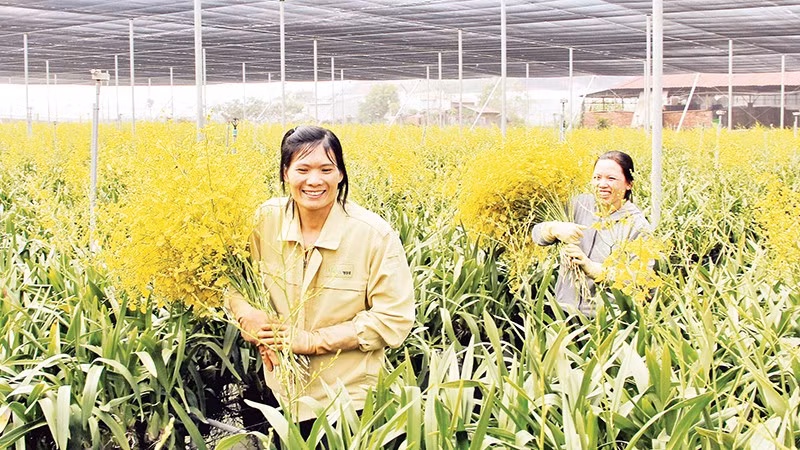 Thu hoạch hoa lan ứng dụng công nghệ cao tại vùng phụ cận Đà Lạt, tỉnh Lâm Đồng. 