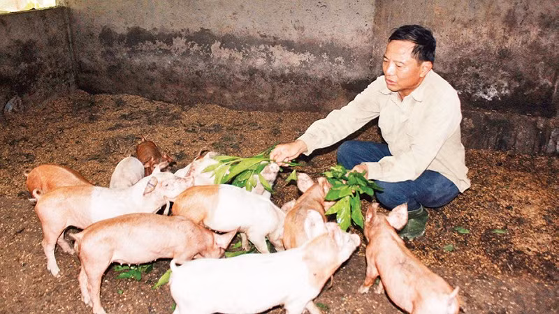 Nhiều người chăn nuôi khó tiếp cận được nguồn hỗ trợ từ Nghị quyết số 03/2025/NQ-HĐND của Hội đồng nhân dân thành phố Huế. 