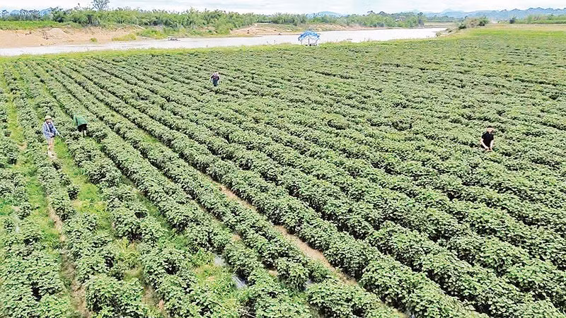 Trên cánh đồng ven sông Con qua xã Nghĩa Đồng, những luống tía tô xanh mướt đang mở ra hướng đi mới cho người dân. 
