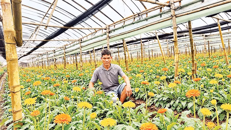 Tiên phong ứng dụng công nghệ trồng hoa 