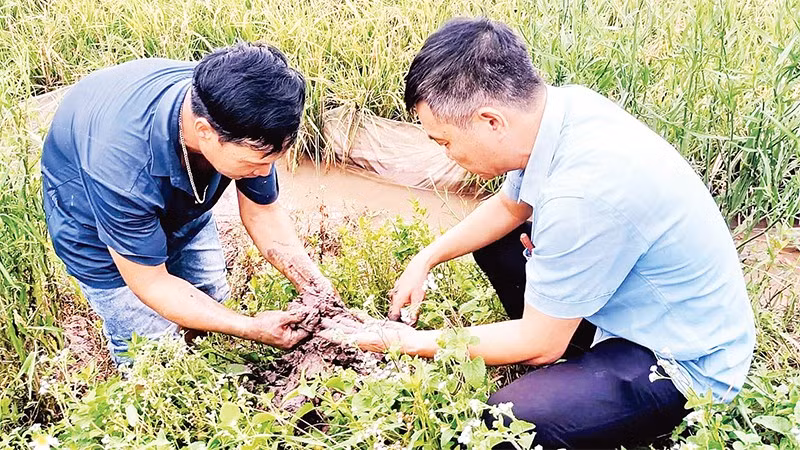 Cán bộ Trung tâm Khuyến nông Hưng Yên thăm đồng, kiểm tra rươi sinh trưởng trên ruộng lúa hữu cơ.