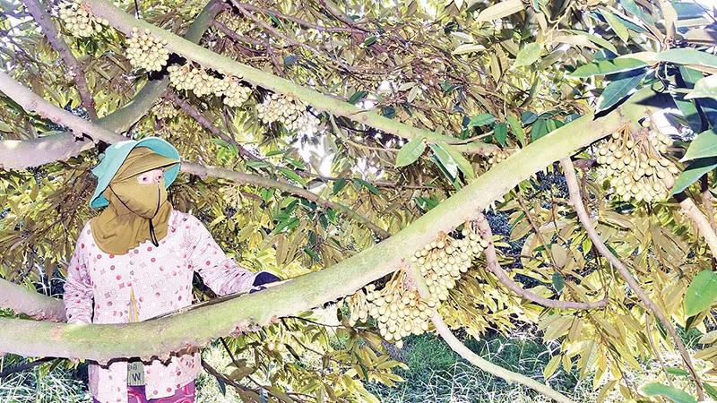Nhà vườn ở xã Mỹ Thành, tỉnh Đồng Tháp xử lý hoa sầu riêng để tiến hành chọn trái. 