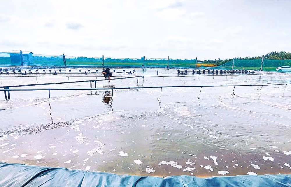 Một trang trại nuôi tôm công nghiệp thuộc cánh đồng năn xã Trần Đề. 