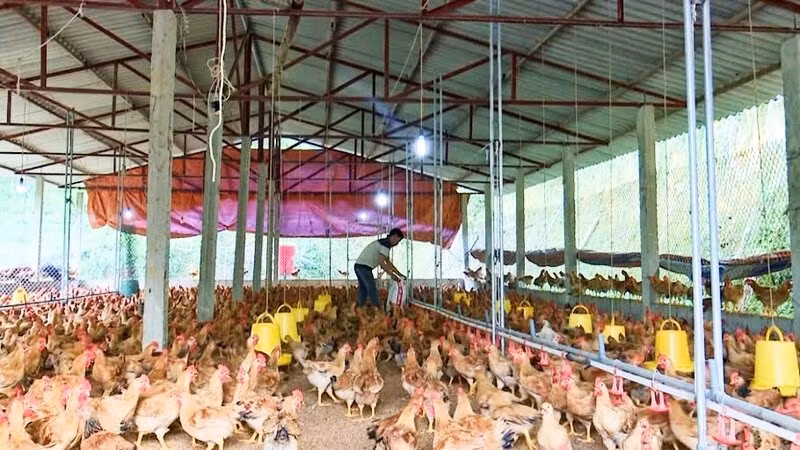 phu-binh-2.jpg