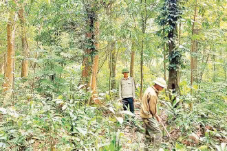 Bảo vệ và phát triển rừng chính là góp phần xanh hoá trái đất. (Ảnh; HƯƠNG GIANG, BÁO NHÂN DÂN).