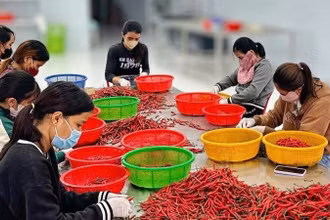 Lao động có thu nhập gia tăng đáng kể trong thời gian qua. (Ảnh: HNV)