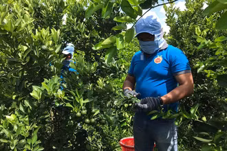Thu hoạch chanh không hạt cuả hợp tác xã Trái cây sinh học OCOP - ảnh do HTX cung cấp.