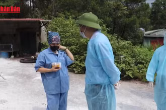[Video] Ngăn dịch tả lợn châu Phi từ biên giới tới nội địa