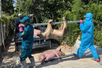Dịch tả lợn châu Phi bùng phát gây thiệt hại nặng cho người chăn nuôi ở Quảng Ngãi.