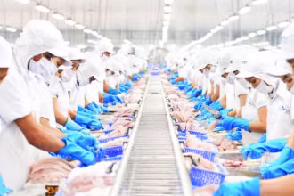 Chế biến cá tra xuất khẩu tại Công ty cổ phần Vĩnh Hoàn. (Ảnh THANH NGỌC)
