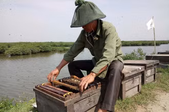 Nuôi ong ở vùng ngập mặn Xuân Thủy.
