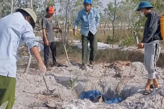 Các thôn ở xã Quảng Trạch, tỉnh Quảng Trị tổ chức tiêu hủy lợn chết vì dịch bệnh. 