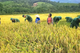 Cán bộ, chiến sĩ Đồn Biên phòng cửa khẩu quốc tế Cha Lo giúp dân gặt lúa trước khi có mưa lớn do ảnh hưởng của bão số 1.