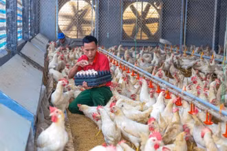 Trang trại chăn nuôi gà Ai Cập lấy trứng tại xã Tam Dương (Phú Thọ) được xây dựng theo mô hình khép kín, áp dụng công nghệ cao. (Ảnh TRÀ HƯƠNG)