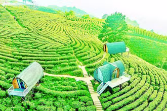 Công ty trách nhiệm hữu hạn Kolia Cao Bằng xây dựng vùng nguyên liệu, sản xuất sản phẩm trà cao cấp, kết hợp du lịch sinh thái đạt hiệu quả tốt.
