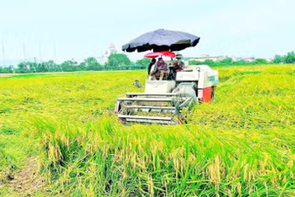 Máy gặt đập liên hợp thu hoạch lúa trên đồng ruộng.