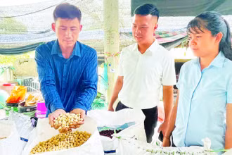 Anh Nguyễn Toàn Quốc (ngoài cùng bên trái) giới thiệu sản phẩm hạt bồ đề đủ tiêu chuẩn đưa sấy khô.