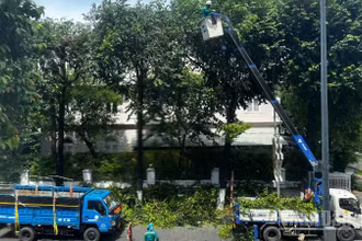 Đà Nẵng chủ động cắt tỉa cây trên các tuyến phố chính ngày 23/8. (Ảnh: ANH ĐÀO)