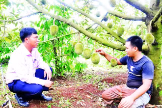 Từ nguồn vốn vay ưu đãi, vườn sầu riêng của gia đình anh Y Grin Knul ở buôn Ka Na A, xã Cư M’gar đã được đầu tư bài bản và cho năng suất cao.
