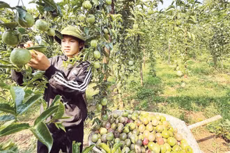 Xây dựng mã số vùng trồng là điều kiện quan trọng để đẩy mạnh xuất khẩu rau quả. Trong ảnh: Thu hoạch chanh leo tại xã Ia Hrung, tỉnh Gia Lai. (Ảnh: MINH ANH)